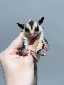 White Face Sugar Glider Male -Actual Photo ✅