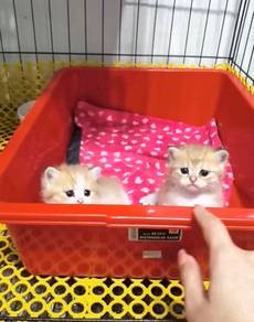 BLh British longhair golden white