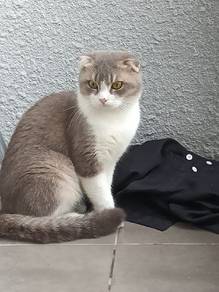 Golden BSH pure male 