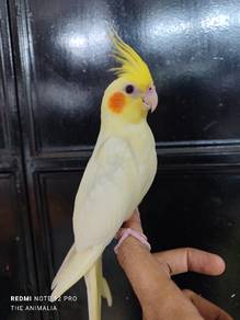 cockatiel