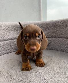 Cute & adorable Dachshund puppies available!
