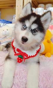 Husky