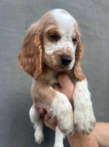 ENGLISH COCKER SPANIEL PUPPIES F384 🌻 Male