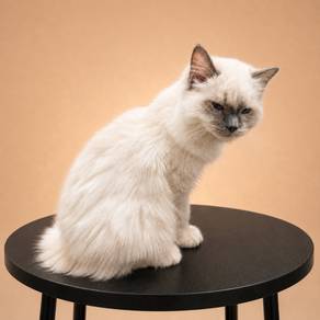 Ragdoll