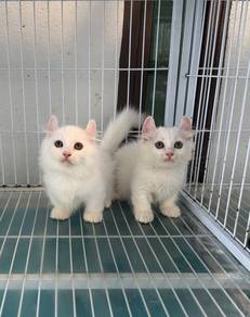 Minuet curl ear kitten