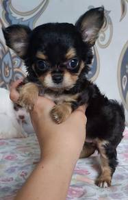 Apple-Head And Long-Coat Chihuahua 