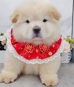 Chow Chow