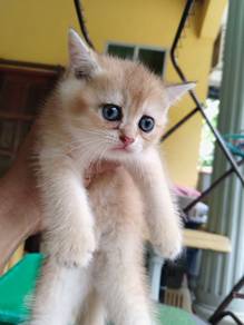 Bsh Golden