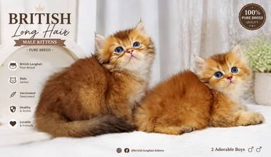 British Long Hair Golden 