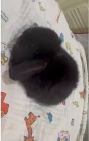 rabbit cute HL