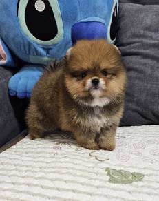 POMERANIAN PUPPIES P137 available cute cute male