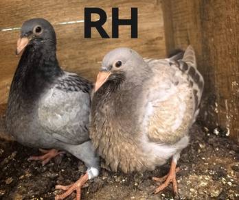 Burung Merpati Racing Homer Anak Suap