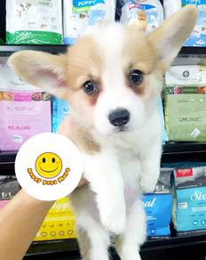 W888 Welsh Corgi bi color puppy dog