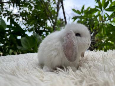 Holland lop