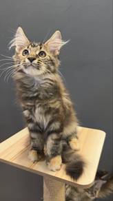 Mainecoon