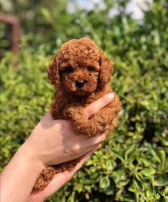 V901999 PRETTY Tiny Poodle puppies dogs