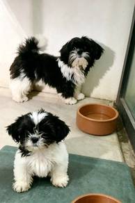 B&W Shihtzu Puppies