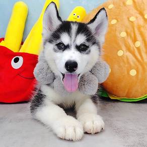 Wooly Husky