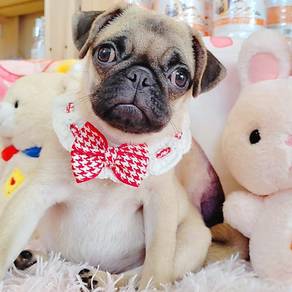 Pug