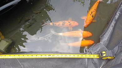 Koi Fish
