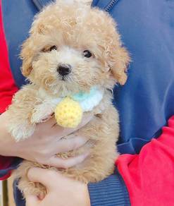 Poodle