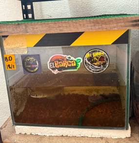 aquarium dan channa maru