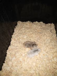 Hamster roborovski