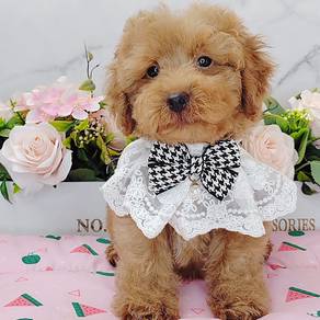 Poodle