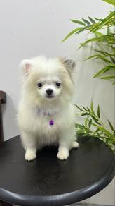 Female Pomeranian Puppy 5 mths old