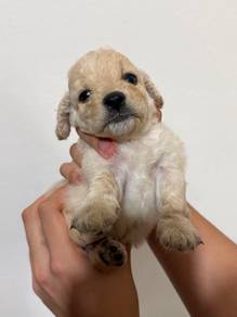 Maltipoo