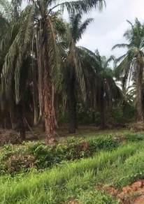 Agricultural Land in Segamat, JHR