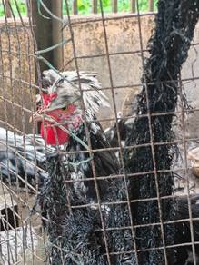 Ayam Poland Jantan