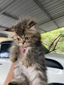 kitten exotic Longhair for rehome
