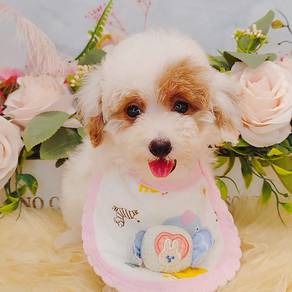 Maltipoo