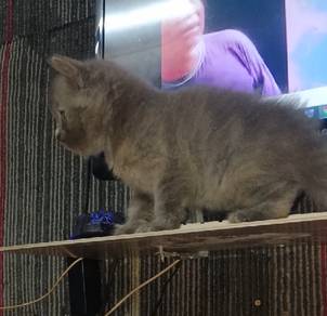 very good cat