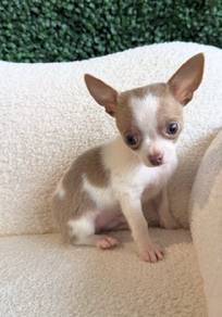 Chihuahua ~10