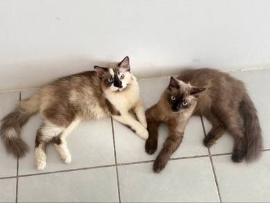 Mix siberian + Mix Himalayan kitten