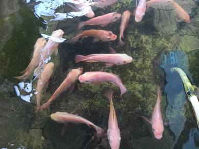 Ikan Talapia Merah