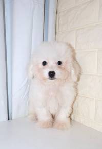 J0578 Poochon Curly Fluffy Teddy Bear Puppy