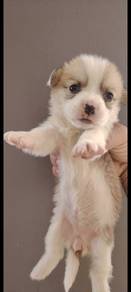 Corgi Female