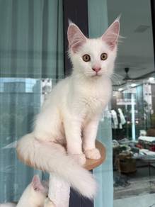 Mainecoon Purebred Male