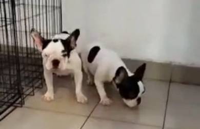 French Bull