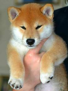 Delightful Shiba Inu Little Fox Puppy Puppy