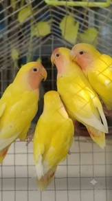Burung Lovebird Lutino