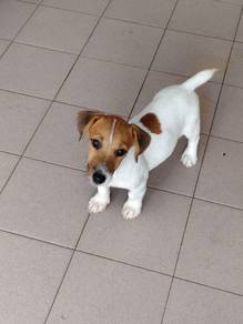 JRT Jack Russell puppy