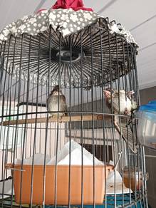 Anak Suap Burung Merbah kapor