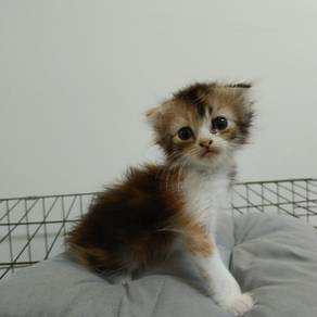 American curl 