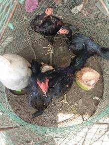 ayam 