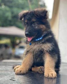 FVS-5966 #mka German Shepherd puppies dogs