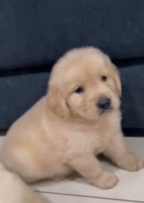 Golden retriever 